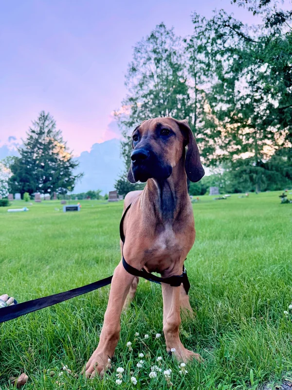 Ruby the Great Dane outdoors