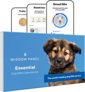 Image of a Wisdom Panel Dog DNA Test kit, a highly accurate and comprehensive DNA testing solution for dogs. This test allows dog owners to uncover their pet's breed ancestry and potential health issues, helping to provide better care and a deeper understanding of their furry friend. The Wisdom Panel Dog DNA Test is a must-have for dog lovers in 2023.