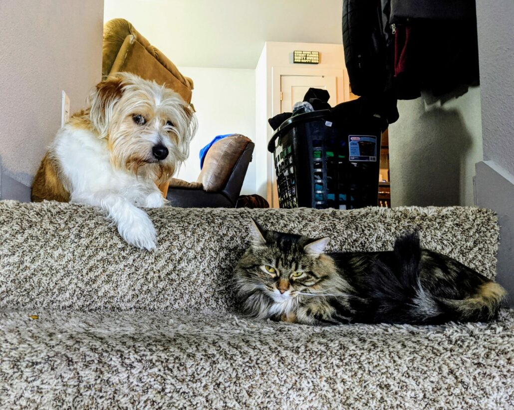 An image of my Shih-Tzu, Carl and Maine Coon, Willow.