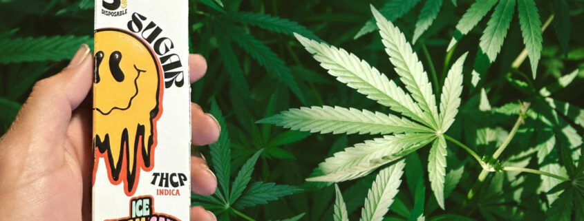 Banner image for the post, "Sugar THC-P Disposable 5G Review: It's Time to Get Lifted, My Friends!" featuring my hand holding the product box against a bacground of Cannabis leaves.