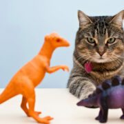 Featured image for the post, "Best Cat Toys for Your Feline Friend: 2023 Edition"