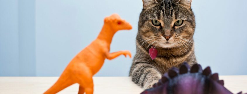 Featured image for the post, "Best Cat Toys for Your Feline Friend: 2023 Edition"