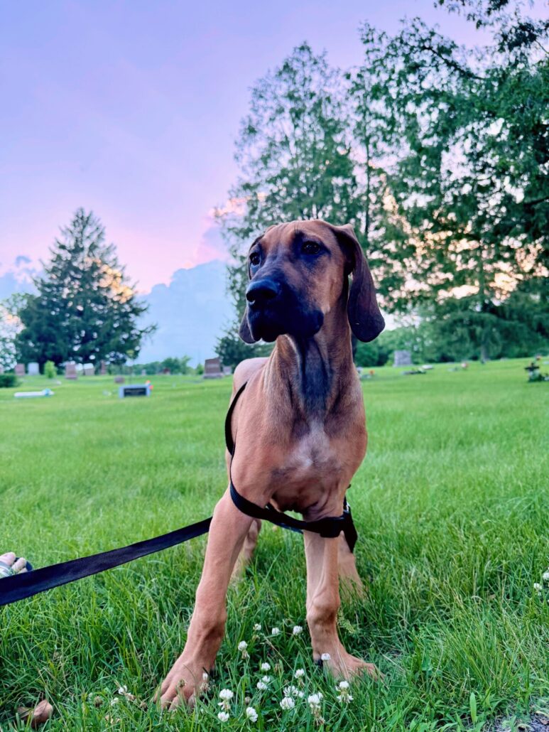 ruby great dane