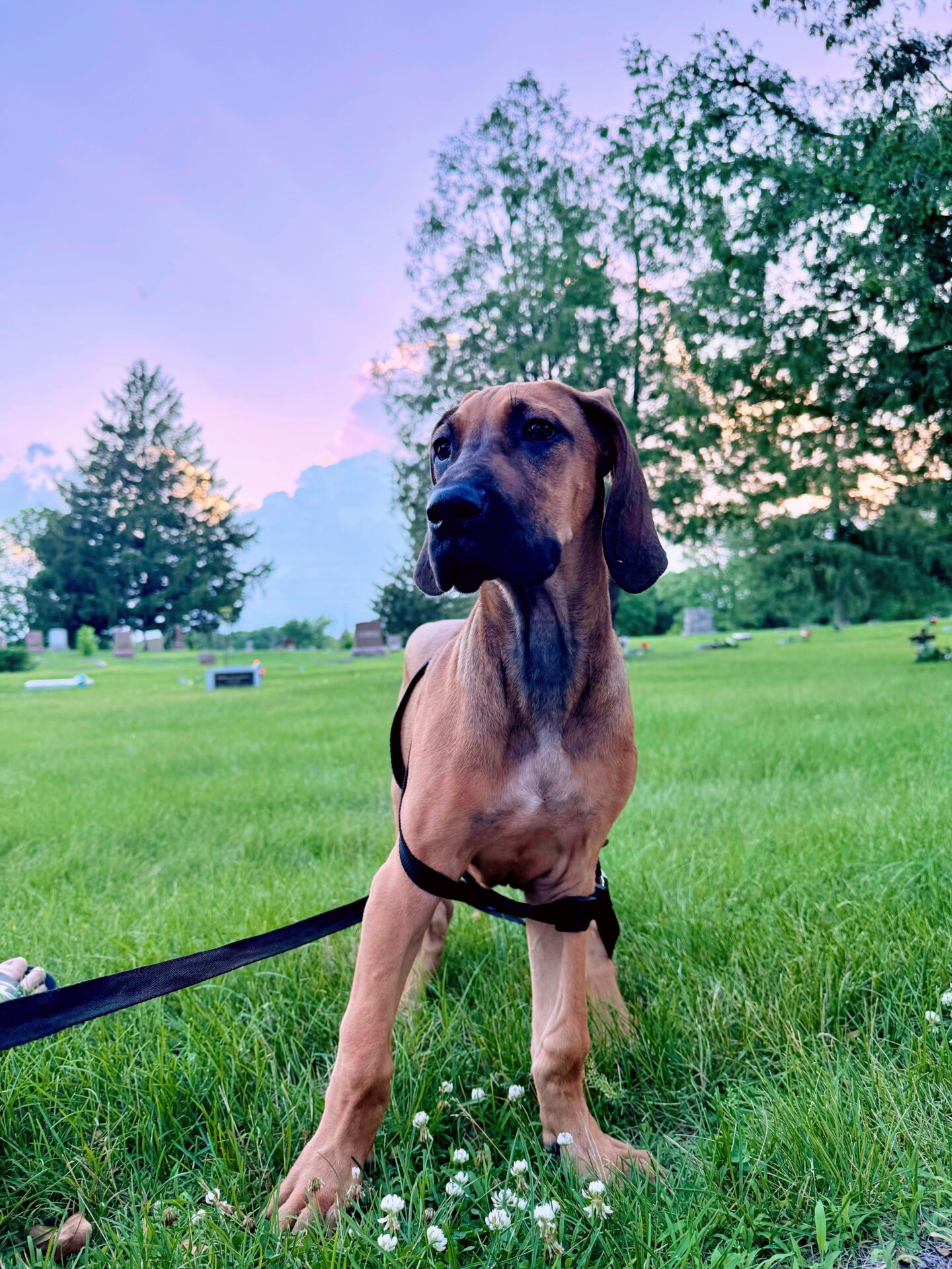 Ruby the Great Dane outdoors