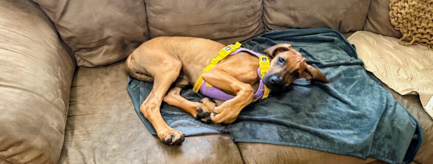 phoepet no pull dog harness hero