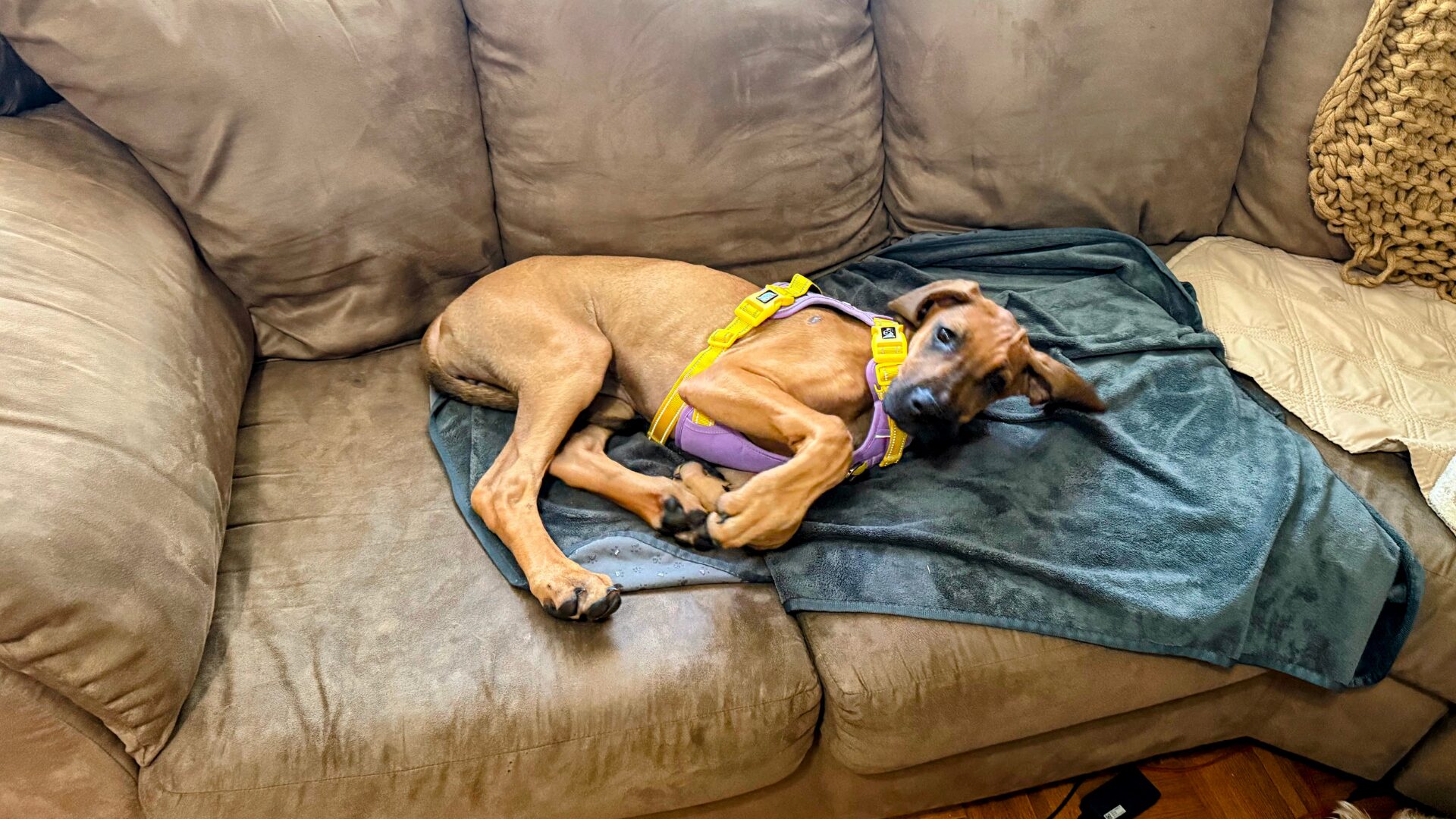 phoepet no pull dog harness hero