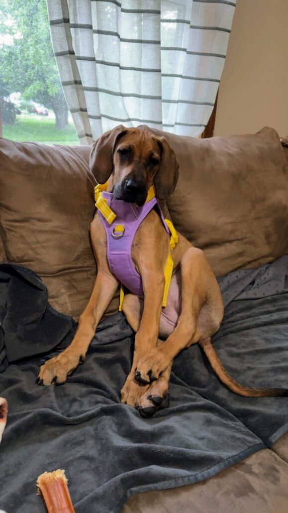 phoepet no pull harness ruby sitting